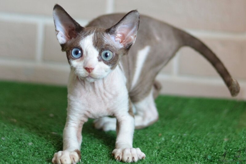 Sofia Devon Rex female, chocolate bicolour