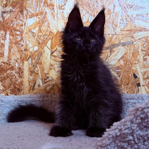 Khal Maine Coon male, black