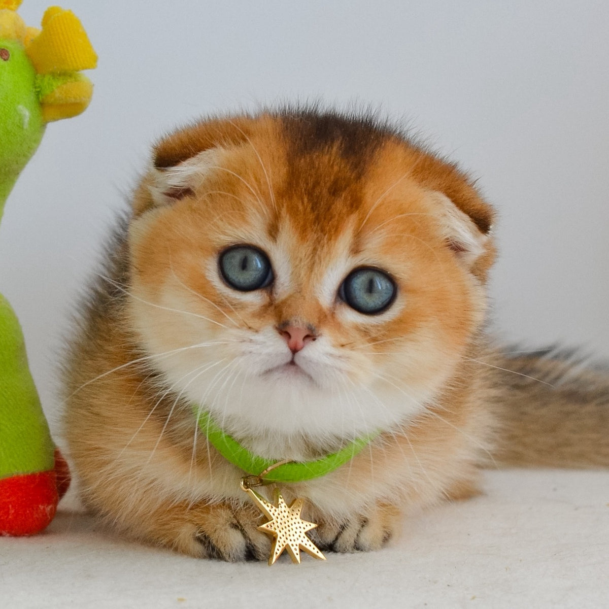 Hudson Munchkin male, black golden ticked tabby