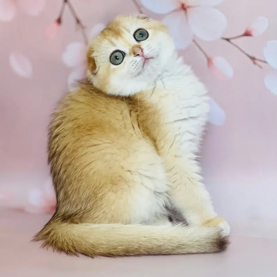Karamelka Scottish Fold female, chocolate golden chinchilla