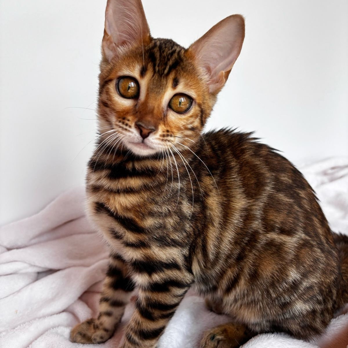 Deizi Bengal female, black spotted tabby