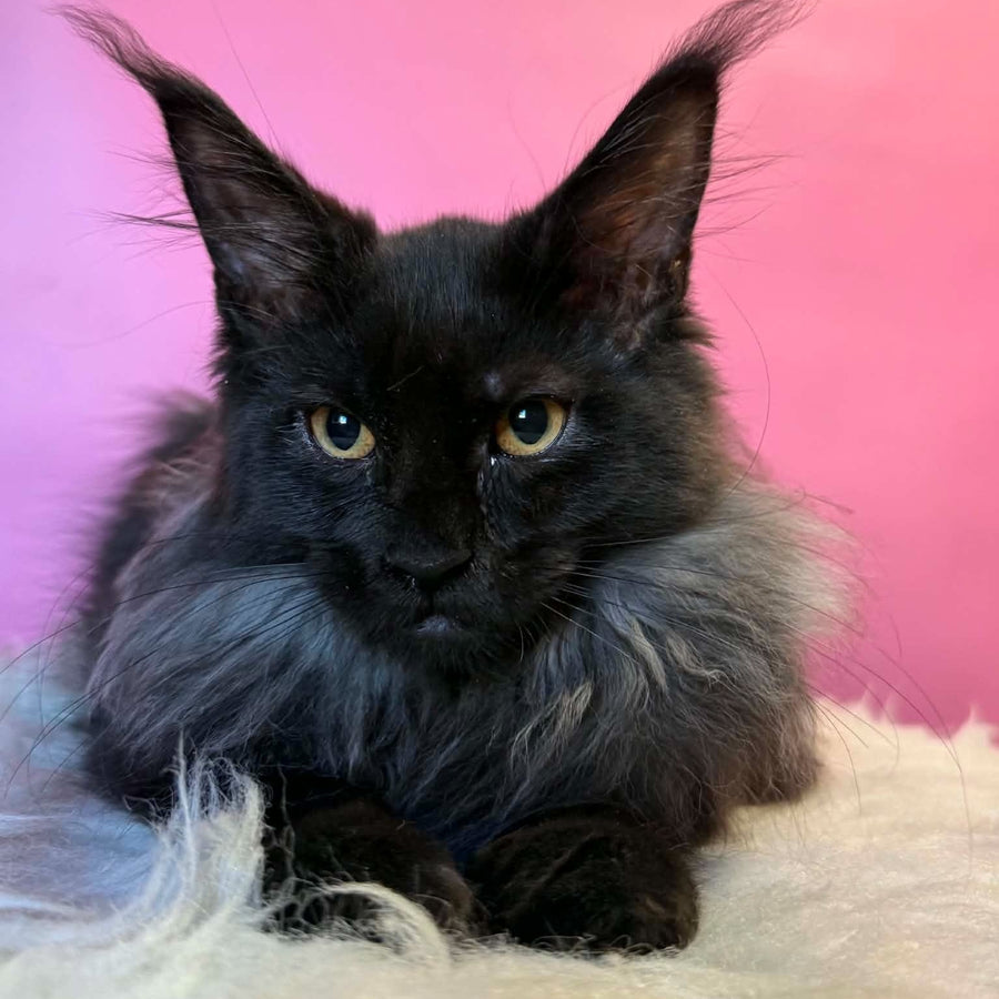 Wisteria Maine Coon female, black silver