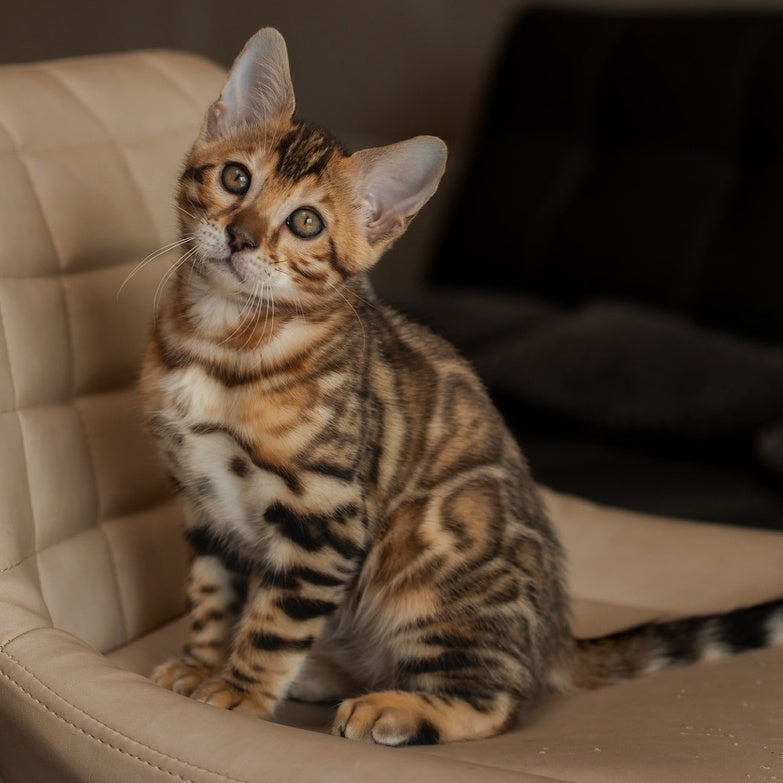 Marvel Bengal male, black spotted tabby