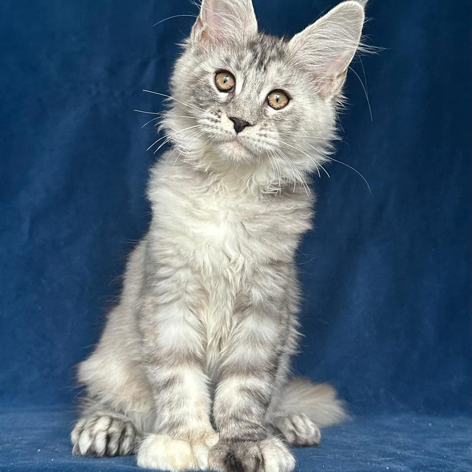 Liya Maine Coon polydactyl 6x6x6x6 female, black tortie silver ticked tabby