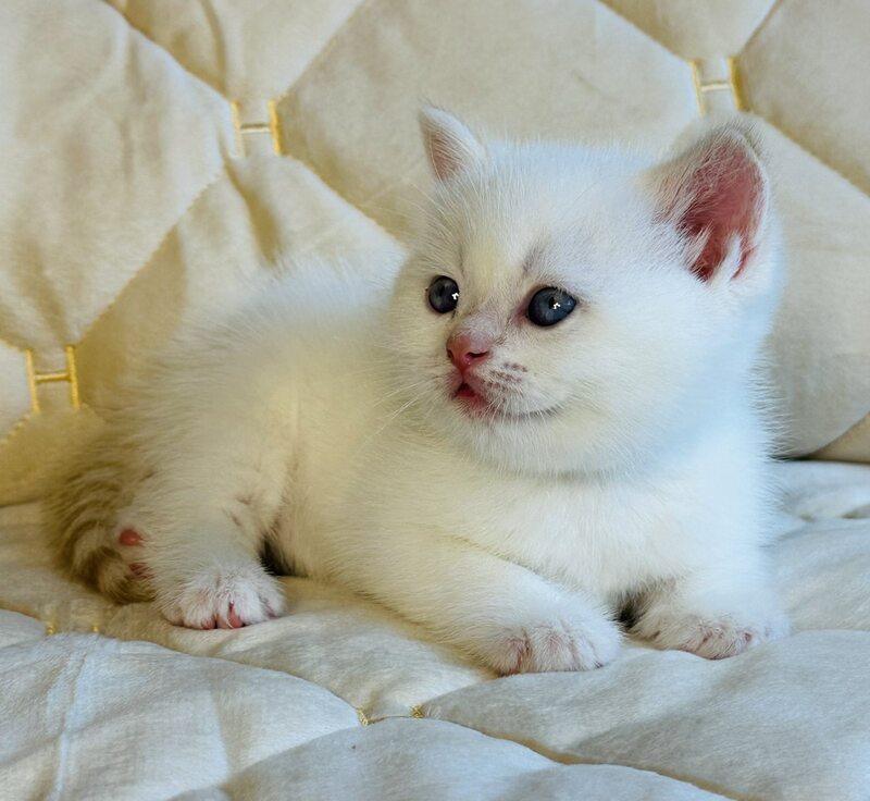 Elio British Shorthair male, red golden shaded pointed