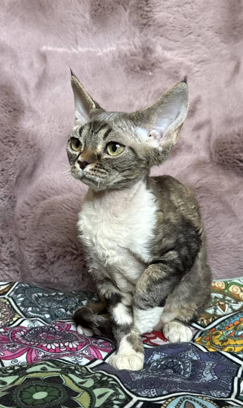 Umi Devon Rex female, black tabby bicolour