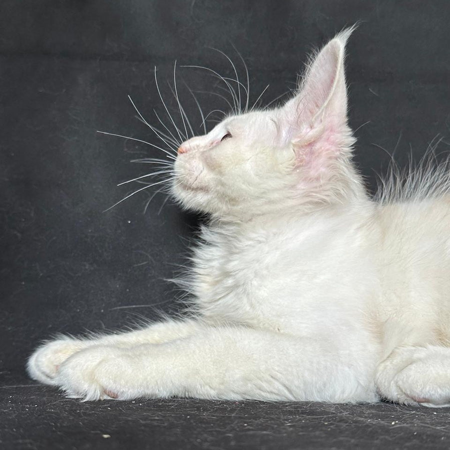 Jumbo Maine Coon polydactyl 6x6x6x6 male, red silver shaded