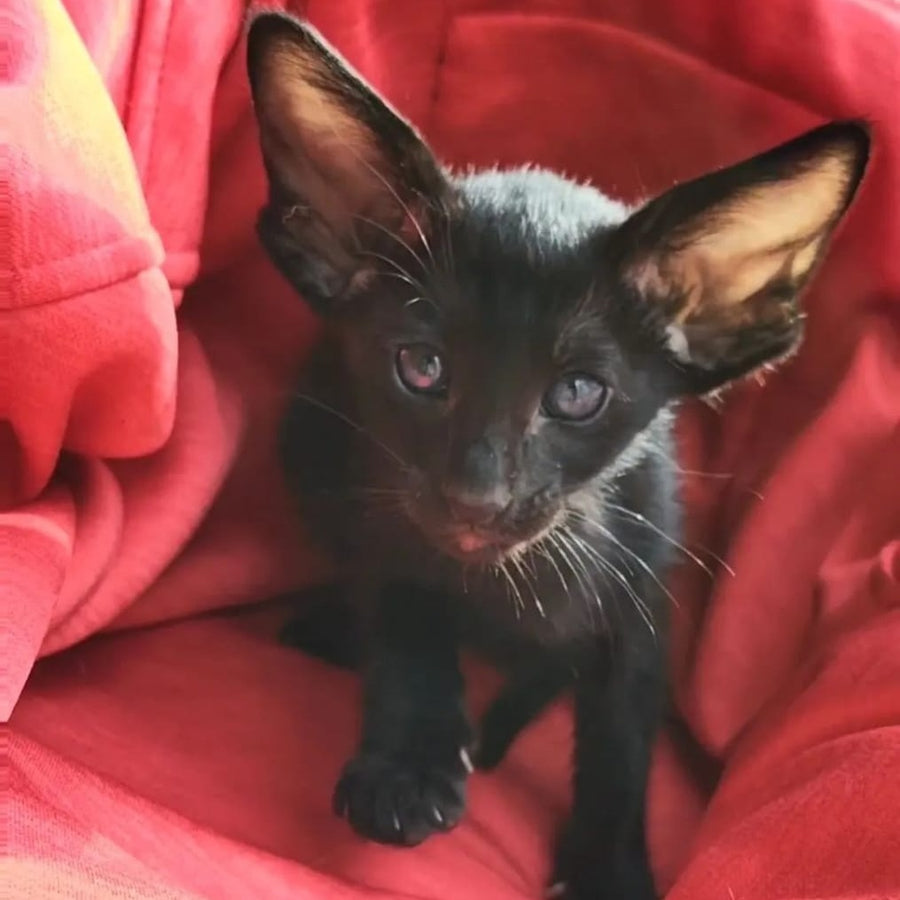 Zamir Oriental Shorthair male, black