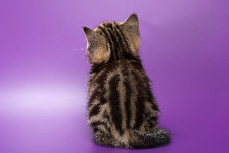 Barni British Shorthair male, black tabby