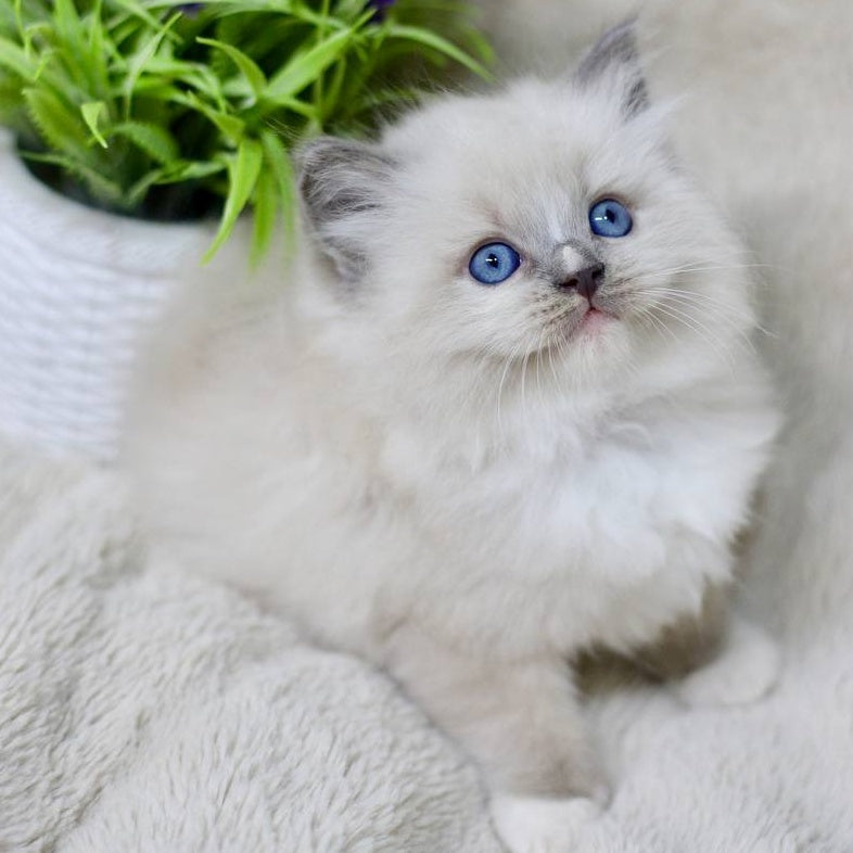 Roddy Ragdoll male, blue mitted
