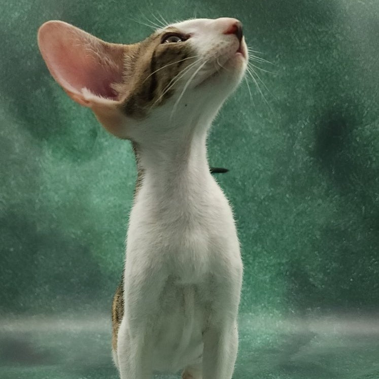 Zеndaya Oriental Shorthair female, black tortie spotted tabby harlequin