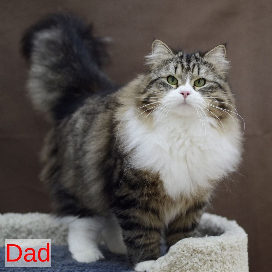 Margo Siberian female, black spotted tabby