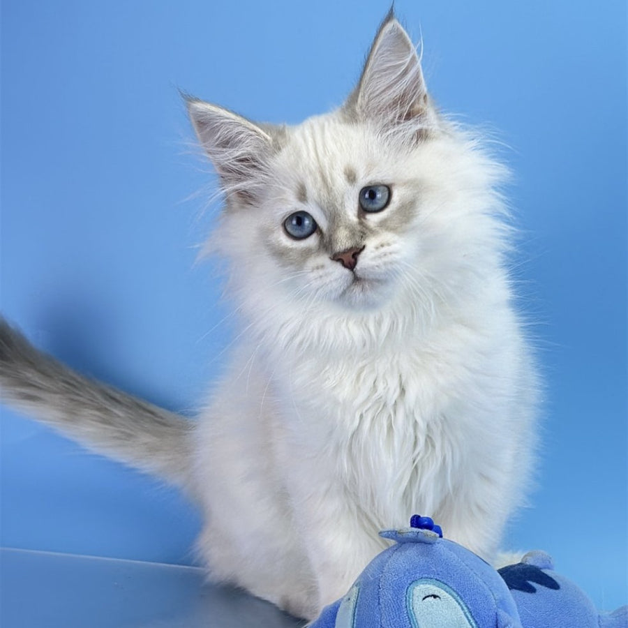 Xander Siberian male, blue tabby pointed