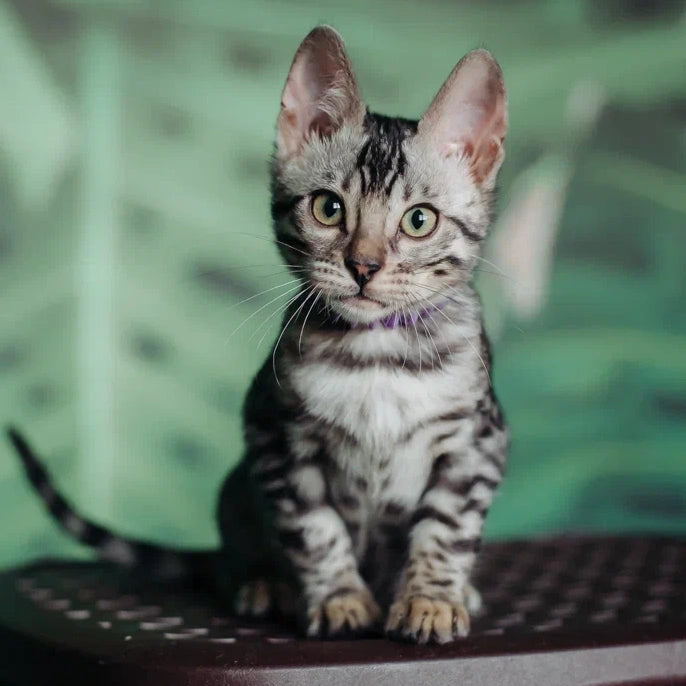 Fleur Bengal female, black silver spotted tabby