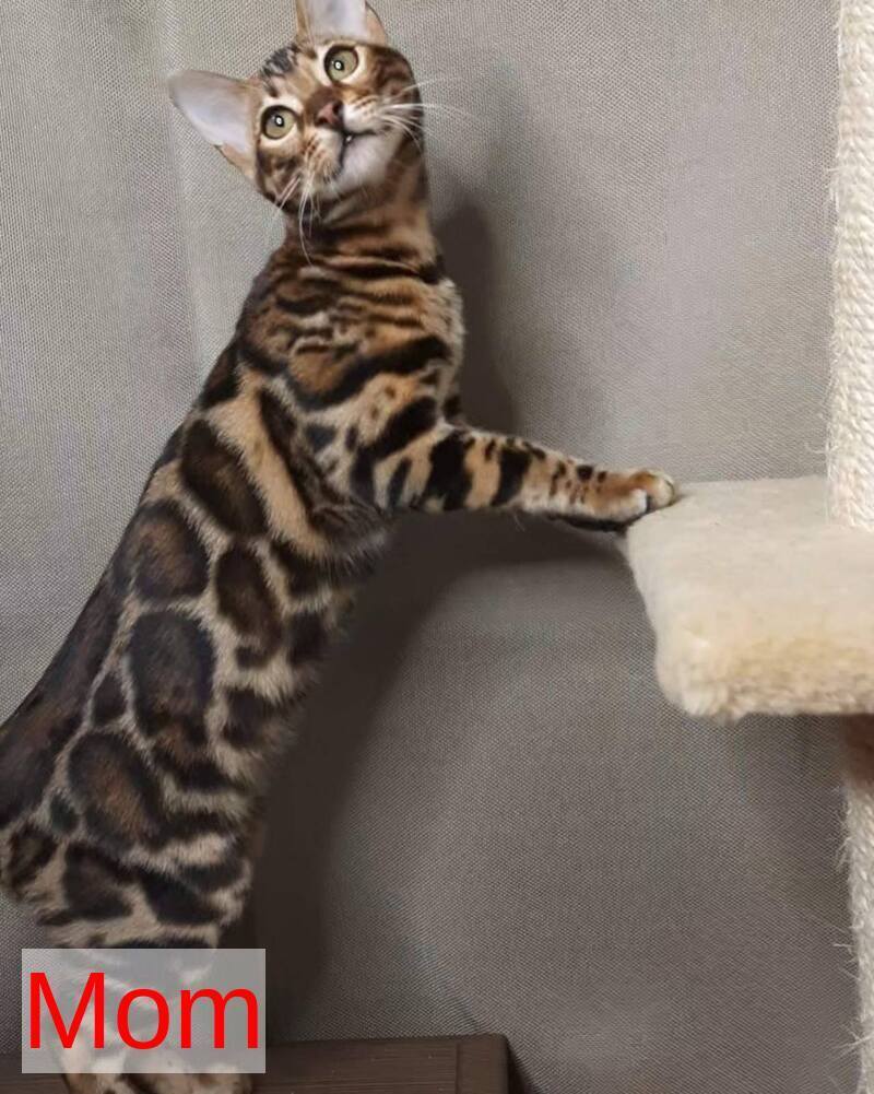 Zipsy Bengal female black spotted tabby - live animals