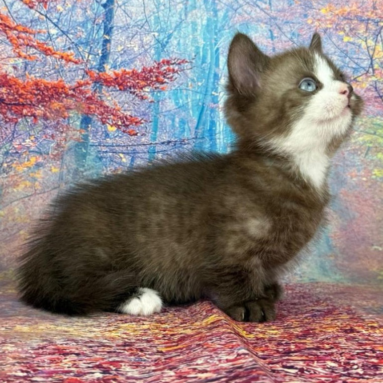 Gary Munchkin male, chocolate bicolour