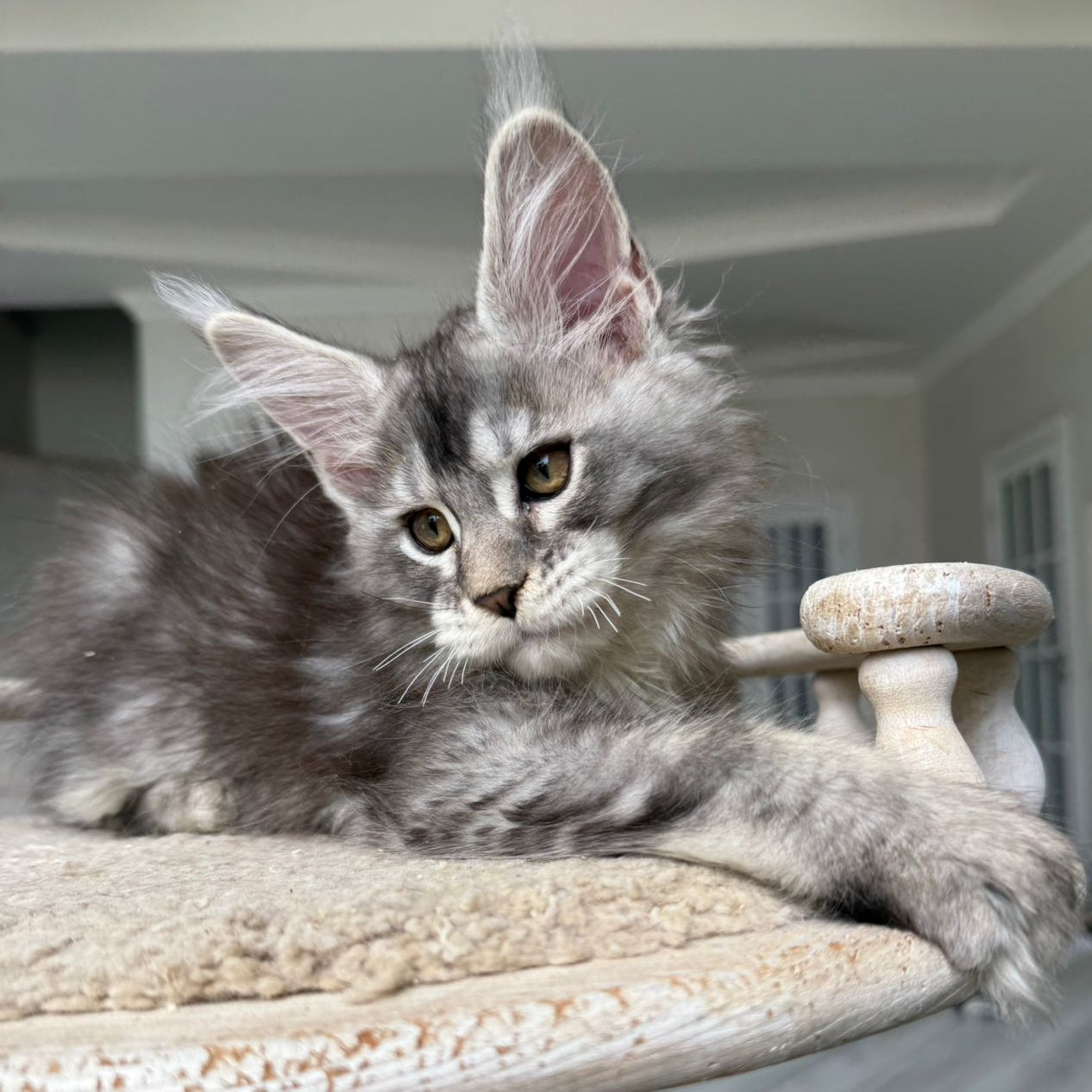 Jana Maine Coon female, black silver ticked tabby