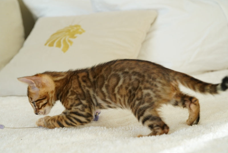 Justin Bengal male, black spotted tabby