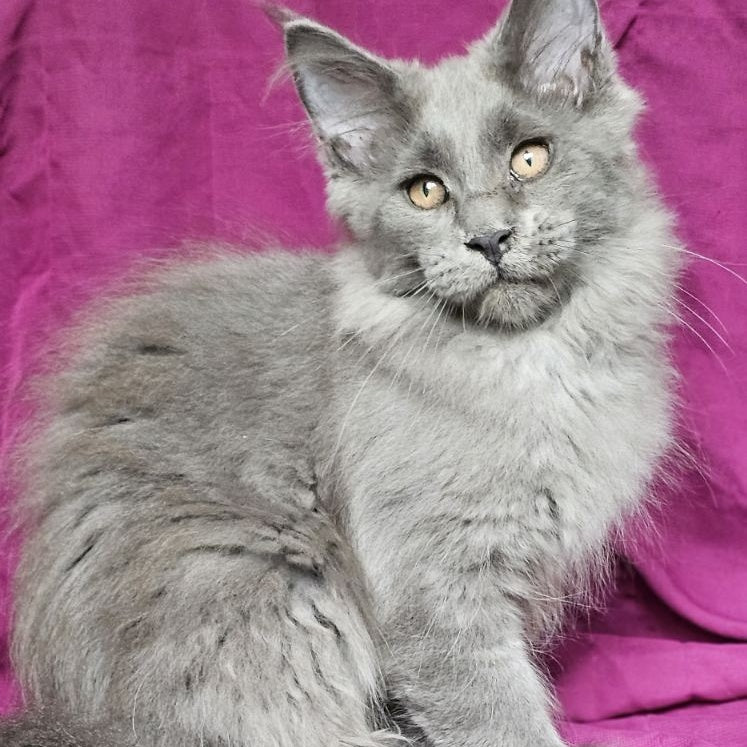 Freya Maine Coon female, blue