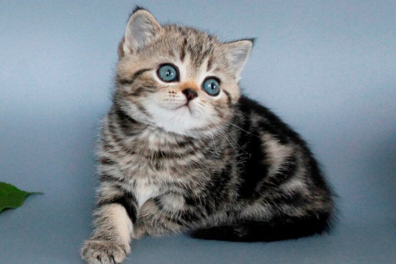 Ulia British Shorthair female, black tabby