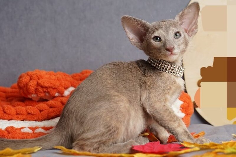 Flora Oriental Shorthair female, cinnamon tortie