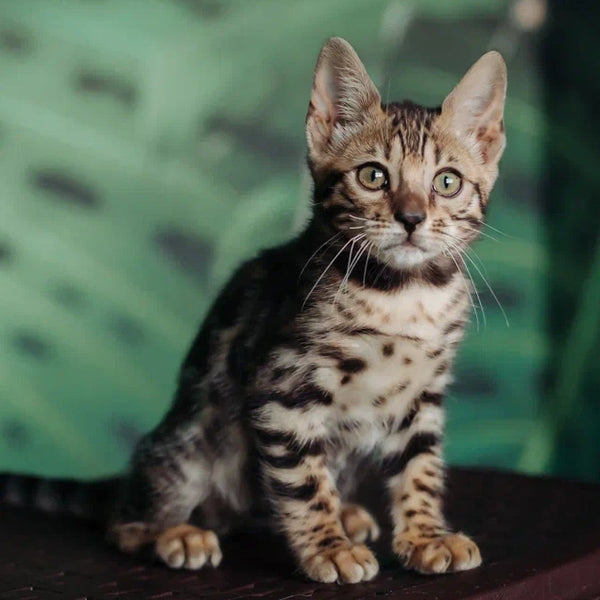 Frida Bengal female, black spotted tabby