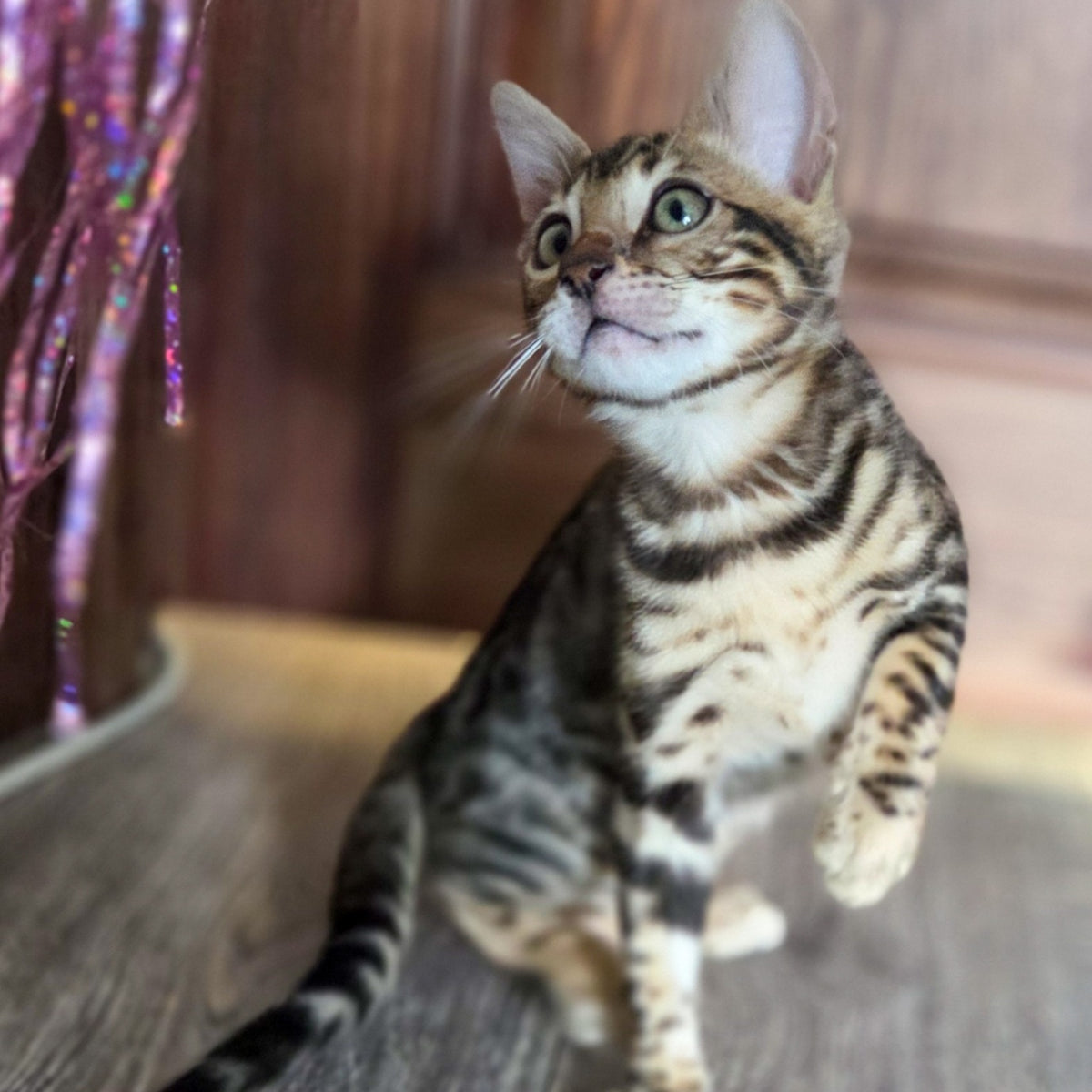 Monty Bengal male, black spotted tabby