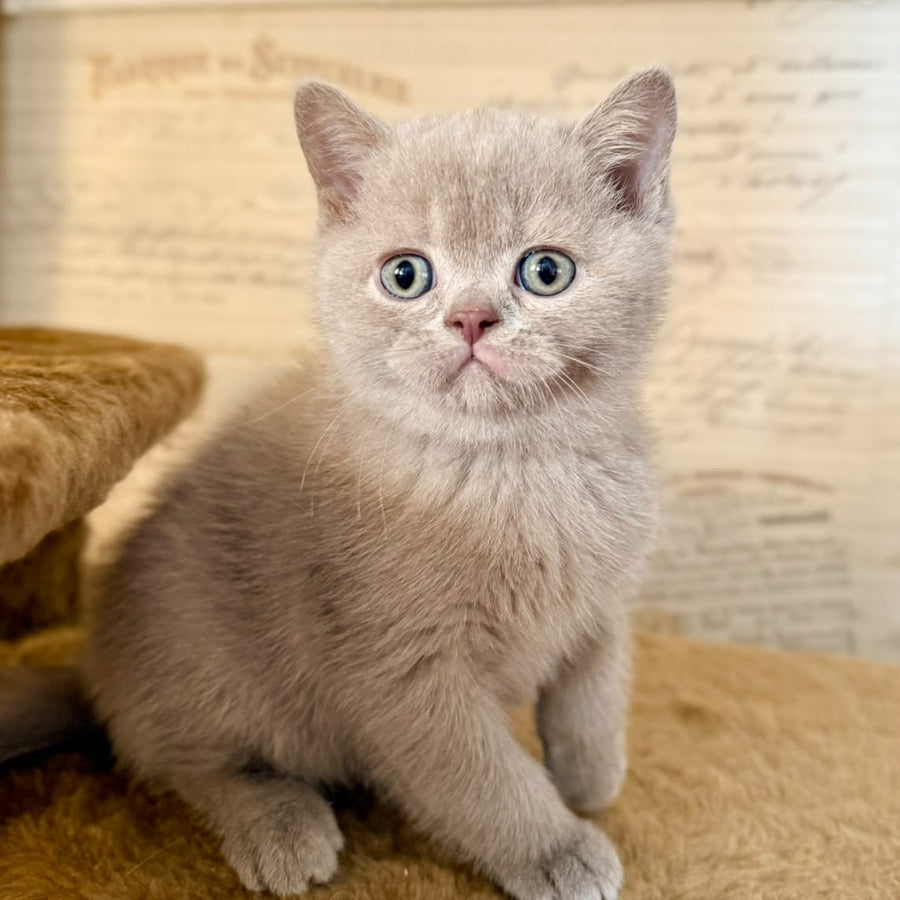 Xavier British Shorthair male, lilac