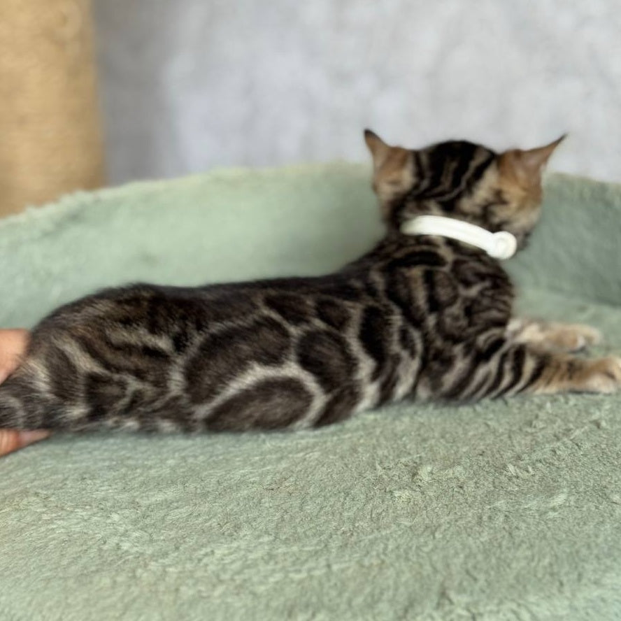 Elvis Bengal male, black spotted tabby