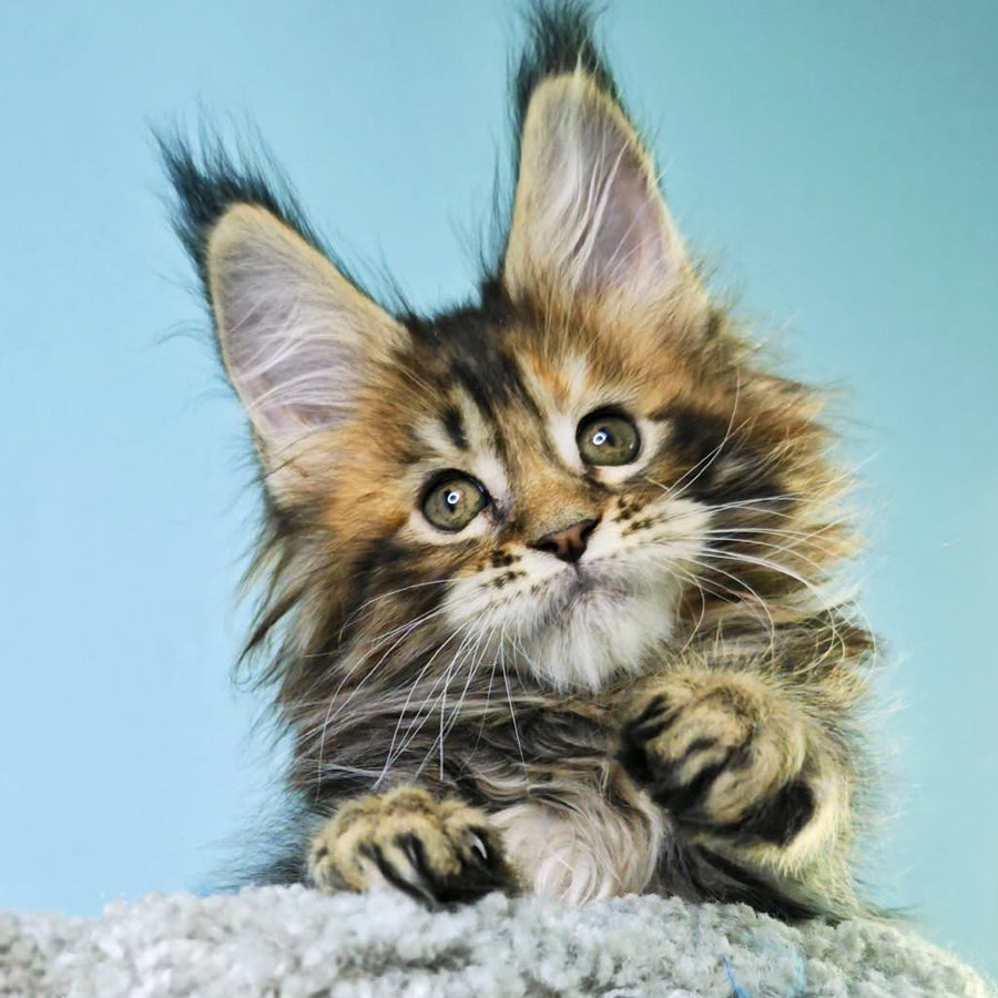 Hloya Maine Coon female, black tortie tabby