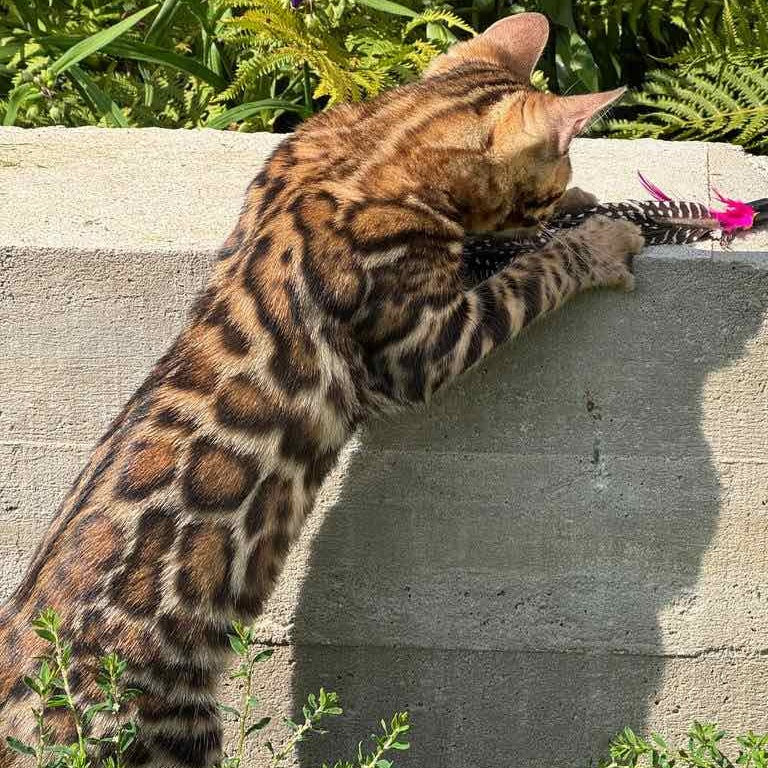 Wind Bengal male, black spotted tabby