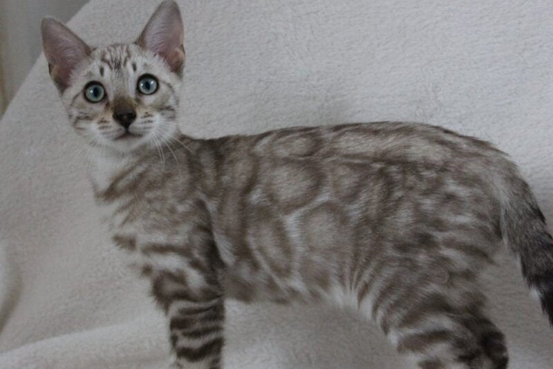 Vakula Bengal male, black spotted tabby pointed