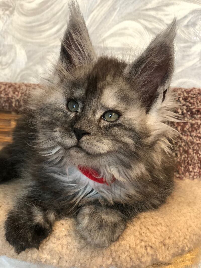 Randevu Maine Coon female black silver - live animals