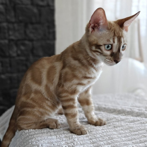 Iron Bengal male, black amber spotted tabby pointed