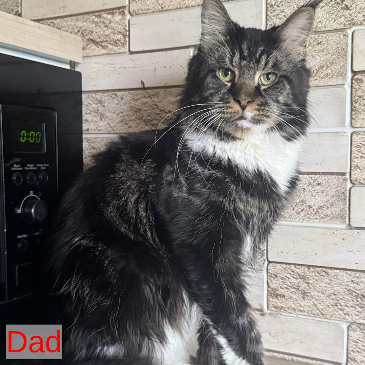 Sandra Maine Coon female, black silver bicolour