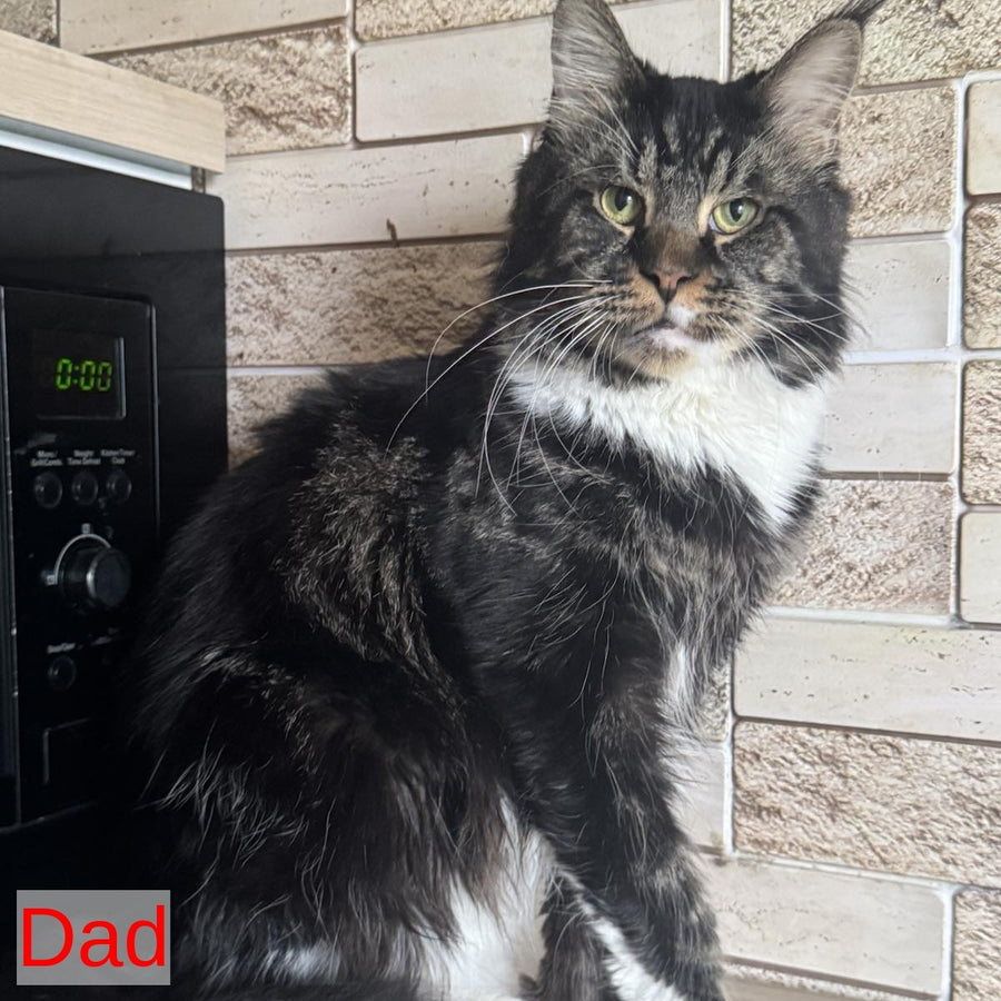 Sandra Maine Coon female, black silver bicolour