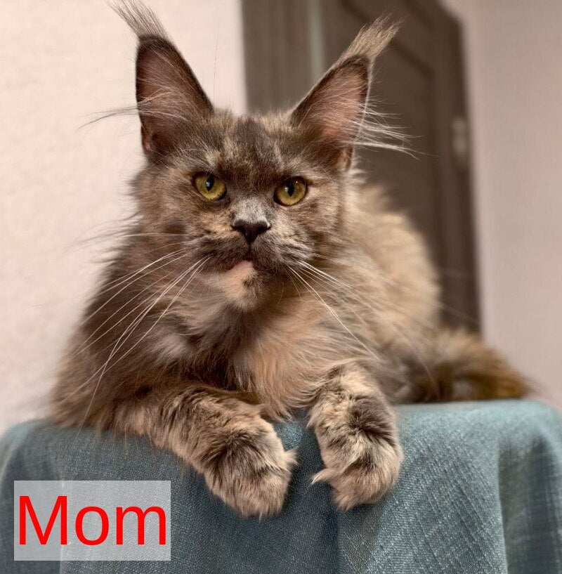 Denni Maine Coon male, cream