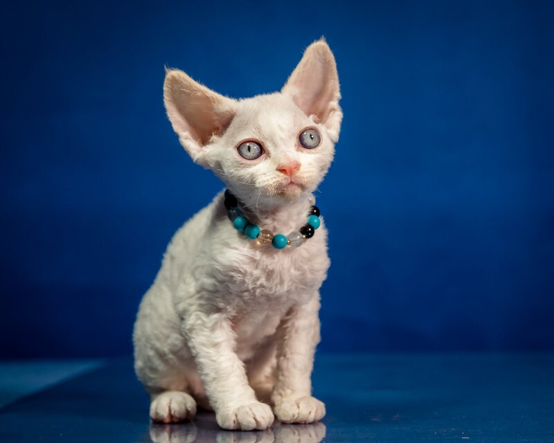 Ice Cream Devon Rex male red pointed - live animals