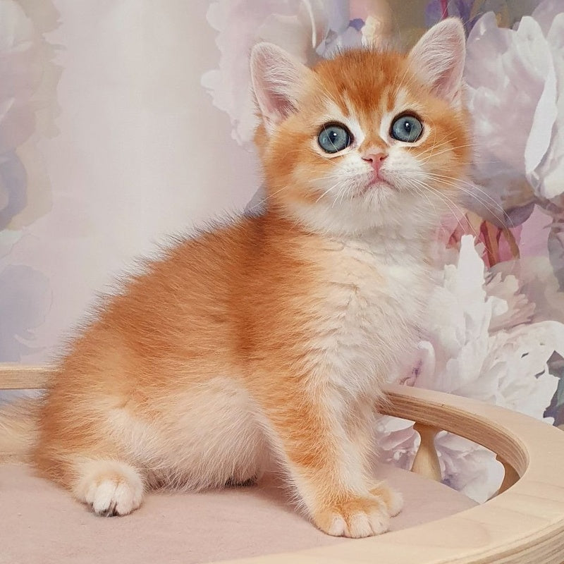 Walter British Shorthair male, black golden chinchilla