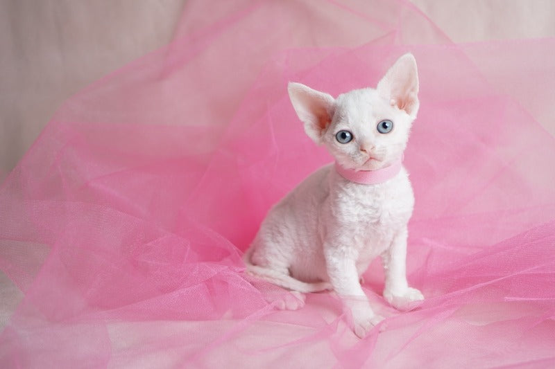 Nika Devon Rex female white - live animals