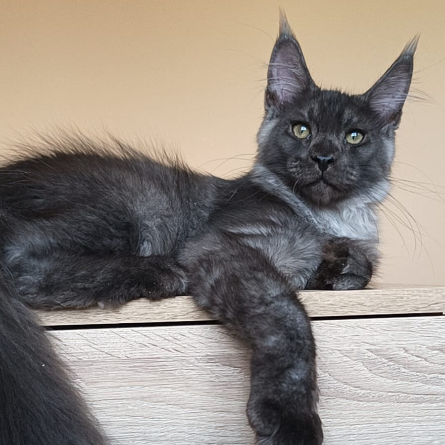 Dixon Maine Coon male, black silver