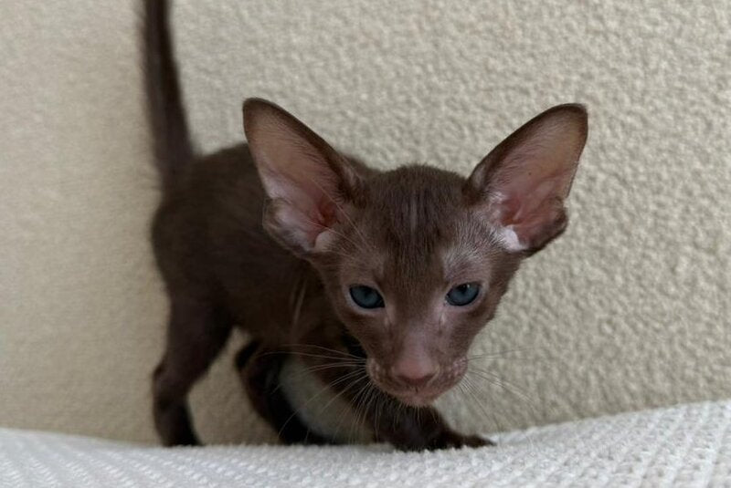 Aston Oriental Shorthair male chocolate - live animals