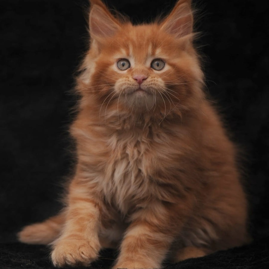 Sem Maine Coon male, red