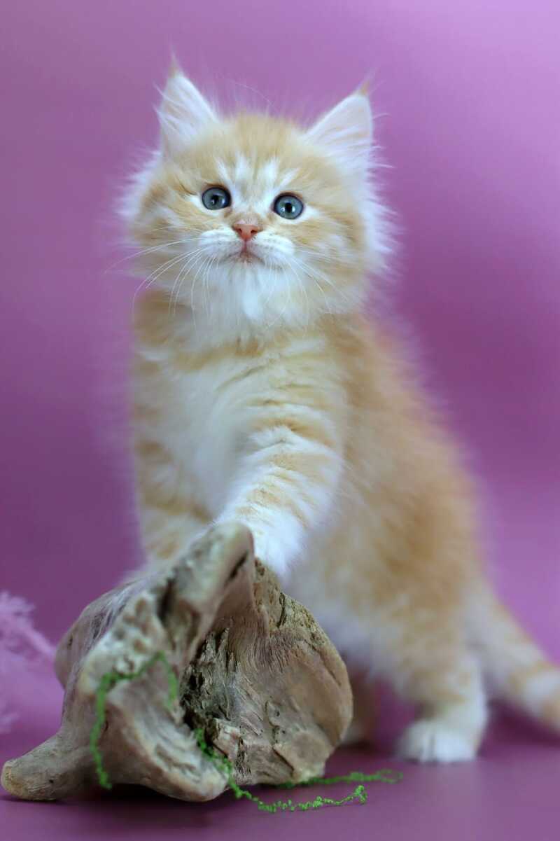 Eden Siberian male red silver - live animals