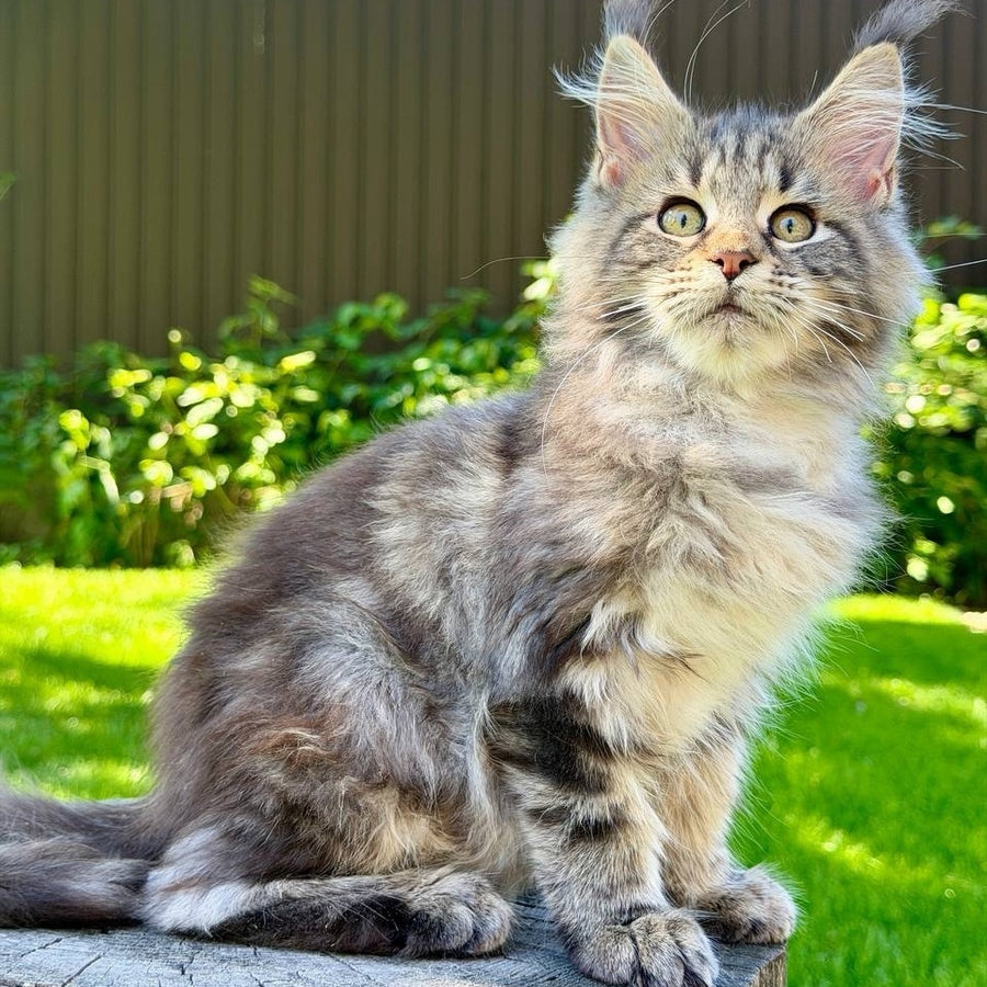 Nalla Maine Coon female, black tabby