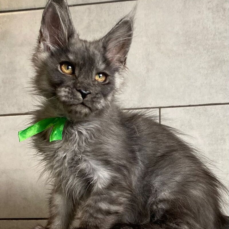 Ural Maine Coon male, black silver