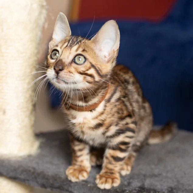 Winston Bengal male, black spotted tabby