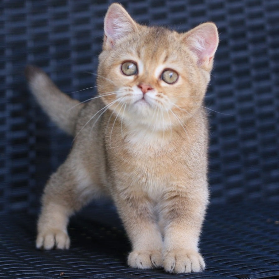 Paloma British Shorthair female, chocolate golden ticked tabby