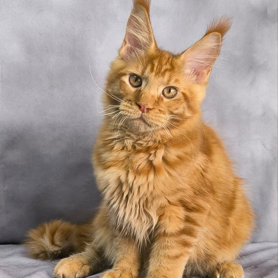 Hermes Maine Coon male, red