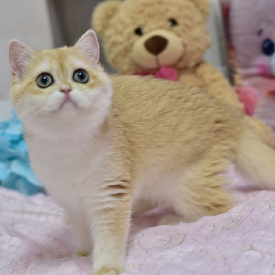 Chloe British Shorthair female, black golden chinchilla with white
